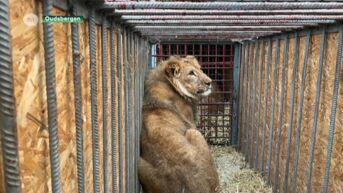 Natuurhulpcentrum probeert leeuwen te redden van oorlogsgeweld in Oekraïne