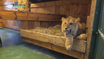 Leeuwen uit Oekraïne aangekomen in Natuurhulpcentrum Oudsbergen