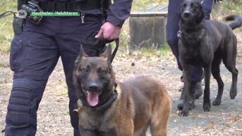 Hondenbrigades van grootste politiezones gaan samenwerken