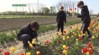 In Herk-de-Stad mag je zelf tulpen plukken