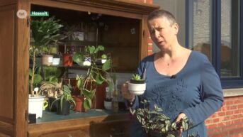 Plantenruilkasten duiken op in verschillende Limburgse gemeenten