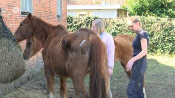 Diepenbeekse vader en dochter emotioneel bij weerzien verwaarloosd paard