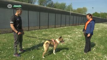 Gedetineerden trainen asielhonden