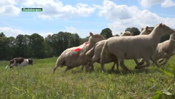 Belgisch kampioenschap schapendrijven in Oudsbergen