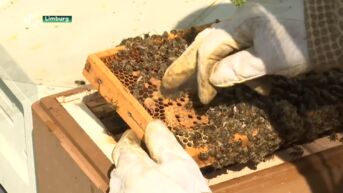 Aziatische hoornaar verdringt honingbijen