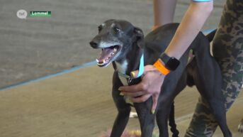 Wereldkampioenschap Flyball gaat van start in Lommel