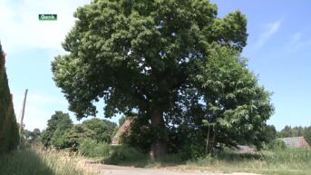 Eigenaars beschermde erfgoedbomen krijgen erkenning en ondersteuning van stad Genk
