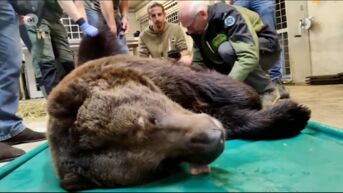 Natuurhulpcentrum redt beren en wolf uit oorlogsgebied in Oekraïne