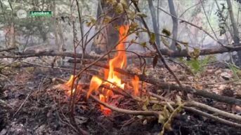Brand in Pietersembos Lanaken flakkert weer op door extreme droogte