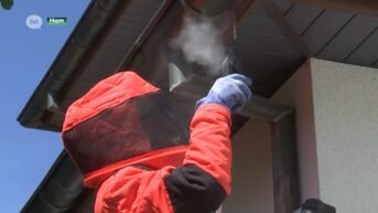 Aantal oproepen voor wespenverdelging piekt, particuliere verdelgers pikken graantje mee