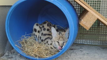 Natuurhulpcentrum vangt Afrikaanse serval kat op die ronddoolde in Gent