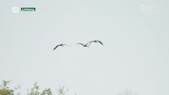 Opnieuw kraanvogelgeluk in Vallei van Zwarte Beek