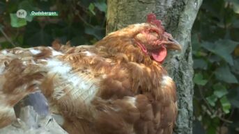 Natuurhulpcentrum vangt 125 in beslaggenomen kippen op