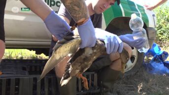 Tientallen dode en zieke vogels na uitbraak van blauwalgen in natuurgebied op grens Bree en Bocholt