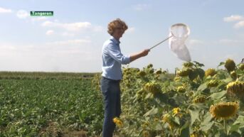 Bloemenstroken moeten Haspengouwse bietenteelt doen floreren