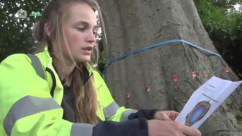Boomspecialisten willen zeker zijn dat boom in Pelt niet op huis zal vallen en nemen speciale scan