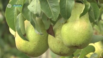 Limburgse fruitboeren vrezen voor toekomst en vragen hulp aan minister Jo Brouns