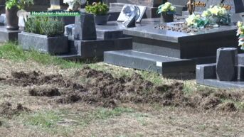 Everzwijnen veroorzaken enorme ravage op begraafplaats Houthalen