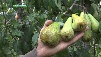 Fruitteler uit Nieuwerkerken laat 120 ton peren hangen door energiecrisis