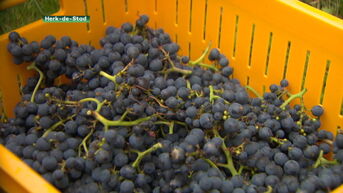 Limburgse wijnboeren moeten vroeger druiven plukken door droge zomer