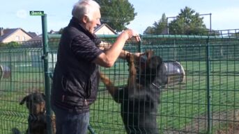 Ben Weyts pakt vergunning af van Genkse hobbykweker Rottweilers