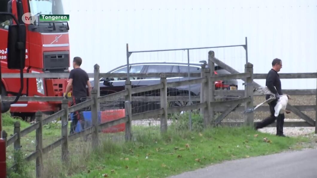 Kippen Best Ophokken Rond Tongeren Na Vogelgriep Bij Legbedrijf - TV ...