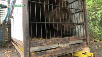 Natuurhulpcentrum zwaait Oekraïense beren uit