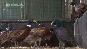 Jager uit Kortenaken kweekt 400 tamme fazanten om af te schieten