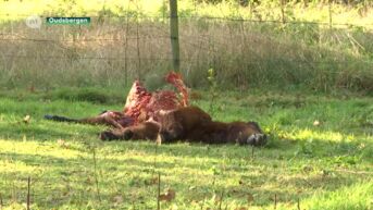 Wolven bijten pony's dood in Meeuwen