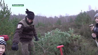Gezinnen graven zelf kerstboom uit in Oudsbergen in ruil voor een uur natuurbeheerwerken