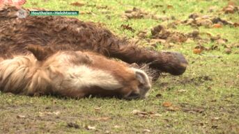 Wolf bijt pony dood in Houthalen-Helchteren