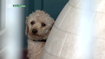 Truiense vzw redt verwaarloosde honden bij broodfokker