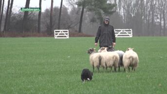 Jesserse Joren met Jen jongste schapendrijver van het land