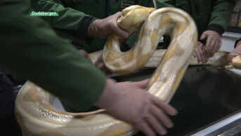 Natuurhulpcentrum vangt python op van nieuwe eigenaar die hem al na één dag dumpt