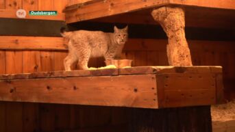 Litouwse lynxen aangekomen in Natuurhulpcentrum