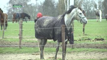Paardenwereld neemt preventieve maatregelen na uitbraak rhinovirus