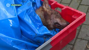 Opnieuw wolf doodgereden, deze keer op de N76 in Oudsbergen
