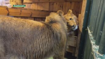 Twee Oekraïense leeuwen na quarantaine in Polen aangekomen in Natuurhulpcentrum