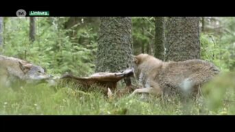 Natuurfilm Wolf toont roofdier in al zijn pracht: 'We hopen op meer begrip'