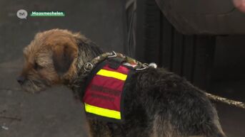 Hond Scooter redde mensen in Turkije en zoekt vandaag in Maasmechelen