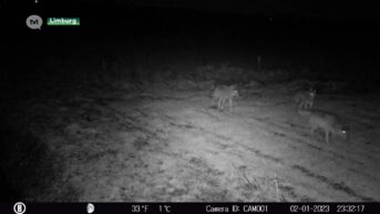 Mankende wolven te zien op wildcamera