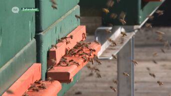 Provincie steunt imkers in strijd tegen Aziatische hoornaar