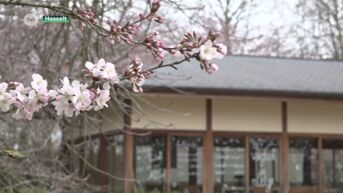 Bloesems dwingen Japanse tuin morgen al te openen