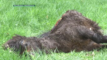 Wolf bijt overdag pony dood in Helchteren