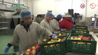 Fruittelers stemmen massaal voor fusie veilingen: vakbonden ongerust over banenverlies