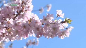 Zon lokt heel wat volk naar bloesems in Japanse Tuin