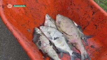 Vissterfte in Tessenderlo, maar visclub krijgt geen vergunning om waterpeil aan te vullen