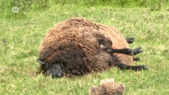 Wolf bijt drie schapen dood in Gruitrode