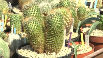 Paul uit Beringen is trotse bezitter van duizelingwekkende verzameling cactussen