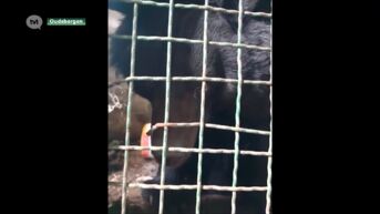 Natuurhulpcentrum redt Oekraïense beer uit zoo die door Russen vernietigd werd